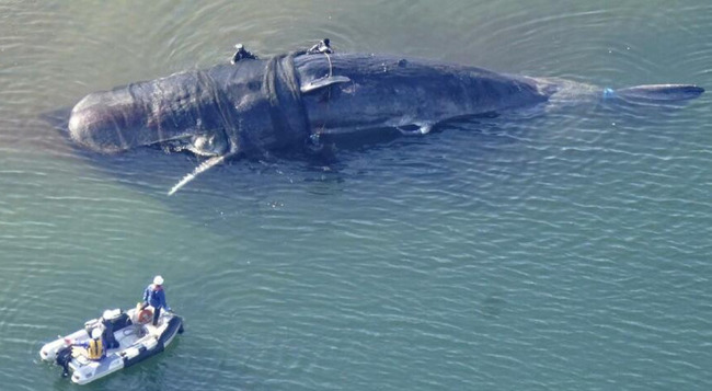 【謎】大阪湾に迷い込んだクジラの死骸の処理費、当初3000万円だったのが最終的に8000万円に
