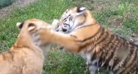 【動画】虎とライオンの喧嘩、ガチでヤバいｗｗｗｗｗｗｗ